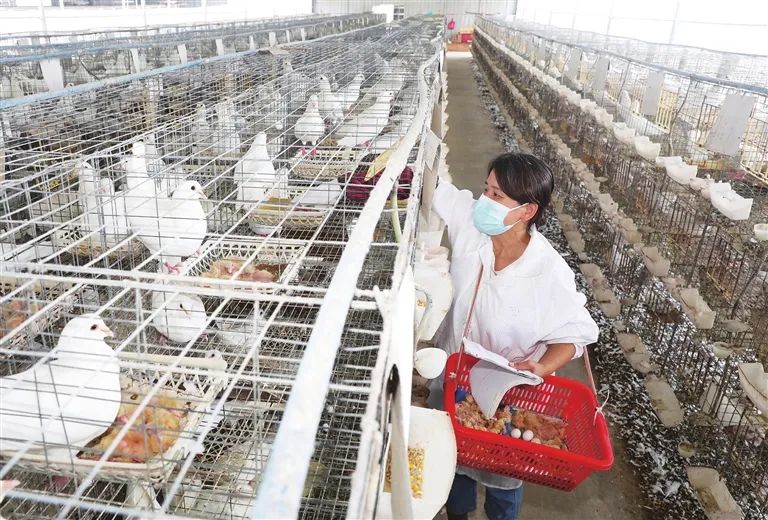 【產業建設大會戰】紫金：小小肉鴿孵出千萬元大產業